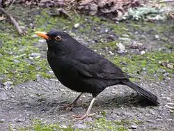 Image illustrative de l’article Le Merle noir