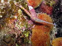 Corythoichthys nigripectus (mâle) portant ses œufs