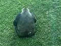 Gorille à dos argenté