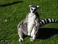 un lémurien