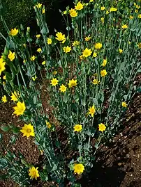 Habitus