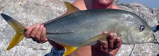 Caranx heberi