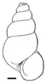 Blanfordia bensoni