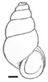 Blanfordia japonica