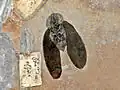 Une blatte de 20&nbsp;cm.