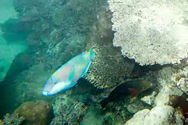 Chlorurus bleekeri