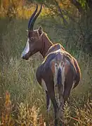Femelle gestante (Afrique du Sud)
