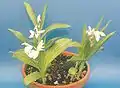 Bletilla striata var. alba.