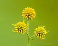 Un Verbesina alternifolia, autrefois appelée Coreopsis. Les boutons de fleur ont un diamètre de 12mm. Septembre 2021.
