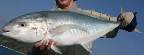 Carangoides gymnostethus