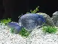 Ranchu bleu