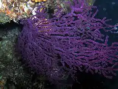 Anthogorgia sp.