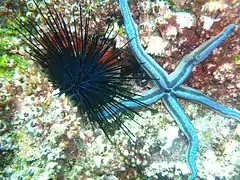 Diadema mexicanum