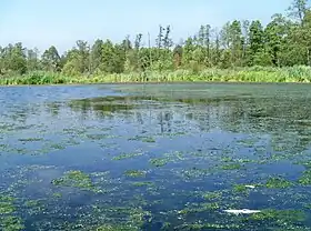 Bożenczyzna