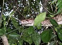 Boa