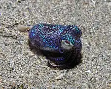 Euprymna berryi