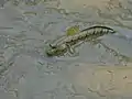 Gobie Boleophthalmus boddarti