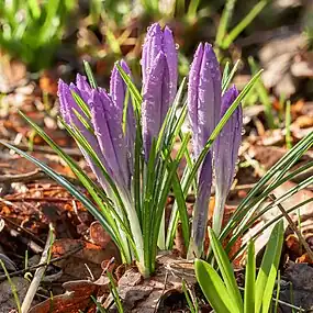 Crocus tommasinianus recouvert de quelques gouttes de pluie, dans le De Famberhorst&nbsp;(nl), Hollande. Février 2023.