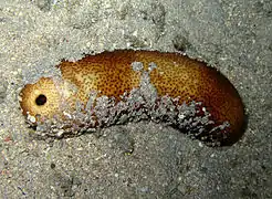 Bohadschia vitiensis à La Réunion.