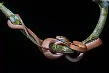 Un long serpent fin lové autour d'une petite branche d'arbre.
