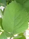 Feuille