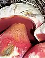 photo de Boletus satanas