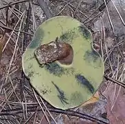 Face inférieure du chapeau montrant les pores serrés et jaune pâle, bleuissant au toucher.