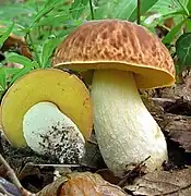 Hemileccinum depilatum