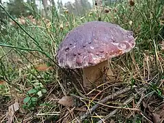 Chapeau ridé bordeaux à acajou.