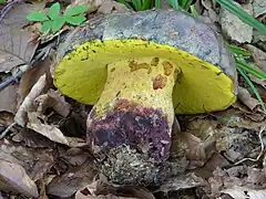 Imperator torosus, le Bolet de plomb, toxique.