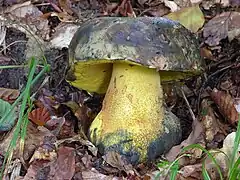 Imperator torosus, le Bolet de plomb, toxique.