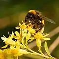 Pollinisation.