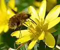 Grand bombyle vu de profil, fécondant une ficaire en y recherchant du nectar. On distingue les poils disposés en rangées sur l'abdomen.