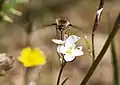 Bombyle butinant.