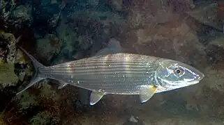 Albula vulpes  (Albuliformes)