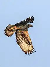 Aigle de Bonelli en vol vu de profil, la tête vers la droite, battant des ailes.
