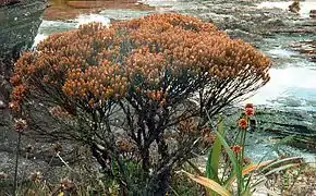 Bonnetia roraimae, endémique du mont Roraima.