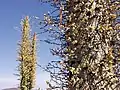 Fouquieria columnaris