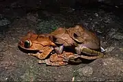Boophis madagascariensis.