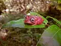 Boophis pyrrhus.