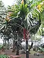 Palmier Borassodendron machadonis, Birmanie, Thaïlande et Malaisie péninsulaire