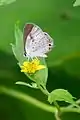 Lycaenidae polyommatinae