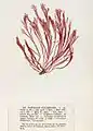Bornetia secundiflora, planche de l’herbier des frères Pierre-Louis et Hippolyte-Marie Crouan.