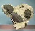Bornite incrustée dans du quartz, de la mine Leonard, à Butte, États-Unis.