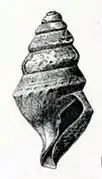 Borsonella agassizii.