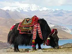 Bos grunniens (yak)