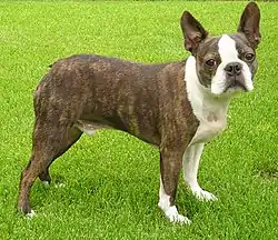 Image illustrative de l’article Terrier de Boston