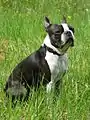 Jeune Boston terrier mâle.