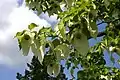 Cornales, Cornaceae