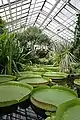 Les nénuphars Victoria cruziana